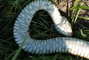 Самая драматичная змея