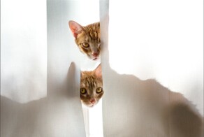 22 хвостатых хулигана, которые пытаются выглядеть после своих проделок добропорядочными котиками