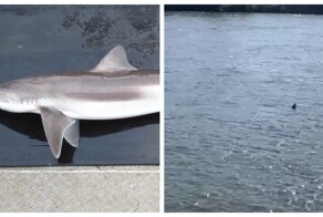 Акула в Темзе? Полутораметровое существо приплыло в столицу Британии