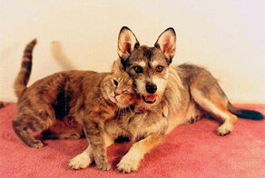 История о Джинни: собаке, спасшей более 900 кошачьих жизней