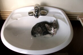 24 пушистые жемчужины, выбравшие для себя оригинальную оправу