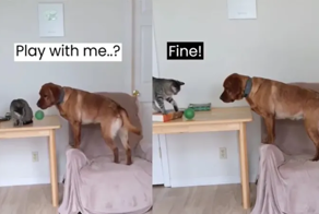 Собака учит кота играть с ним