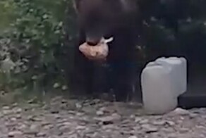 Кемеровский медведь показывает рыбакам, как нужно брать от жизни всё