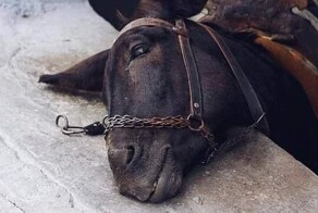 Печальная участь «ослиного такси»: за кулисами туристического рая