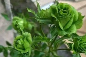 25 странных и редких объектов, пойманных фотокамерой