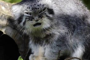 В Хакасии нашли считавшегося исчезнувшим краснокнижного манула