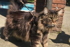 "Гулять возим на коляске": как выглядит самый длинный в мире кот