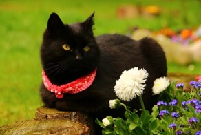 22 котика, которые вступили в котоклуб любителей клумб и покорили всех
