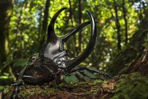 Атласный жук: он превратил себя в живое оружие, чтобы разбрасывать врагов огромными рогами