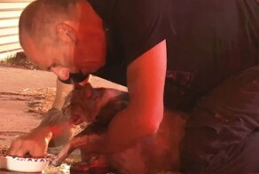 Эмоциональное воссоединение мужчины с его спасённой кошкой