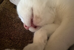 30 котеек, которые спят так сладко, что вызывают умиление не только хозяев, но и всего мира