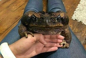18 самых необычных разновидностей лягушек, которые выглядят как плод чьего-то богатого воображения
