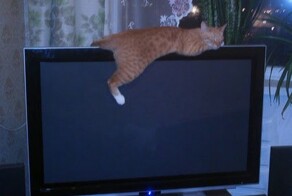 30 котиков, которые выбрали разные способы взаимодействия с телевизором и не прогадали