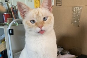 23 неожиданных котополомки и результаты, к которым они привели