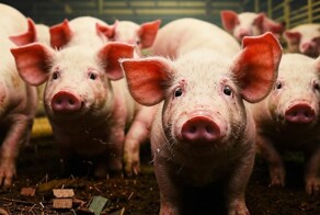 Африканская чума свиней в Европе оставила Россию без чизкейков