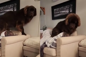 Смешные и милые попытки огромного пса лечь на узкий диван