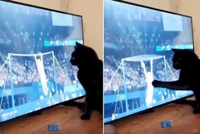 Чёрная кошка синхронизировала падение спортсмена на Олимпиаде