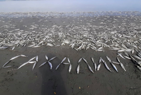 Взрывной скачок популяции селёдки на Сахалине