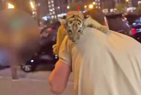 В Москве полиция изъяла у мужчины тигрёнка