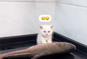 Реакция котёнка на большую рыбу