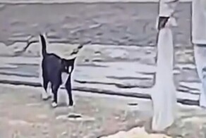 Счастливый день кота