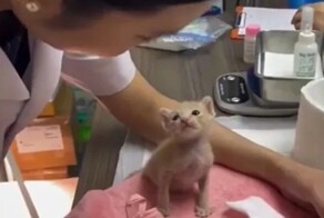 Котёнок внимательно слушает рекомендации врача