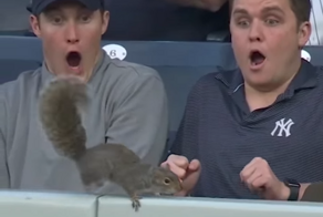 Полная палитра эмоций: реакция зрителей на появление белки