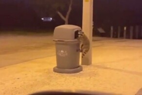 Енот напился недопитым алкоголем из мусорки и потерял координацию