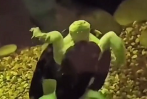 Черепашка-ниндзя в реальной жизни