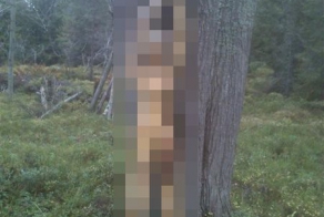 Шведские охотники нашли настоящую жуть (3 фото)