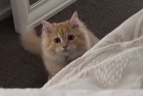 Сложности работы на дому, когда у тебя живёт активный котик