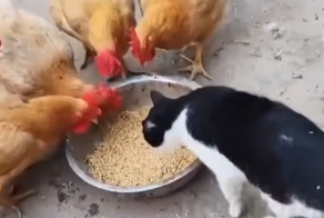 Кот не дает курам спокойно пообедать