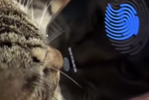 В Touch ID можно добавить отпечаток носа кота и он будет работать