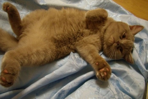 Строим домик для любимого котика  (39 фото)