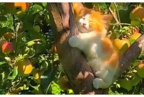 Котики поспели