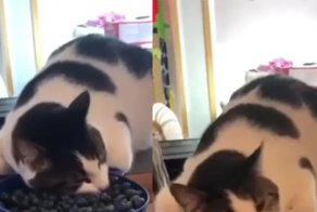 Кот&nbsp;продемонстрировал неожиданную любовь к&nbsp;ягодам