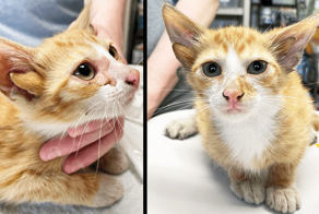 Генетическое чудо. Приют спас очаровательного котенка, у которого четыре уха