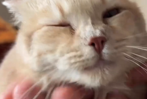 Кот издаёт забавные звуки