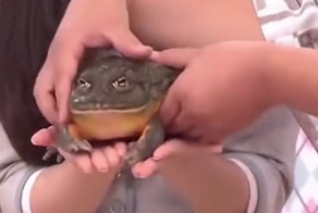Реакция японок на жабу