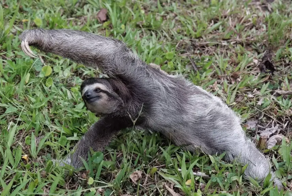 25 животных, которым стоит попробовать себя в качестве инструкторов по йоге