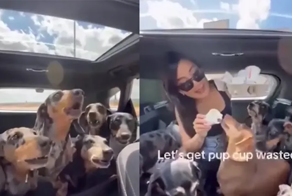 Собачий пир: восемь хвостатых отправились за любимыми вкусняшками