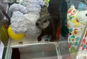 В&nbsp;автомате с&nbsp;мягкими игрушками нашли живого сурка