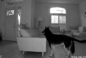 Что делает ваш питомец, пока вас нет дома?