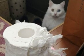 22 хулиганские выходки, авторов которых хочется обнять и простить
