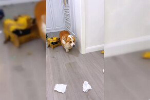 Корги устроил беспорядок и с виноватым видом покинул сцену