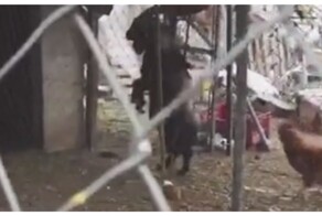 Подозрительный козёл привлек внимание мужчины