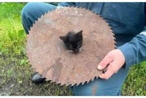 Спасение котёнка, застрявшего в диске циркулярной пилы