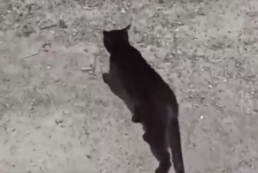 Котик привёл врача к соплеменнику, которому требовалась помощь