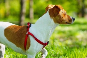 Отмечал 16-летие сына: в Подмосковье пьяный бизнесмен сбил собаку и скрылся с места аварии