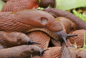 Испанский слизень: откуда в России ядовитый вредитель из Европы?